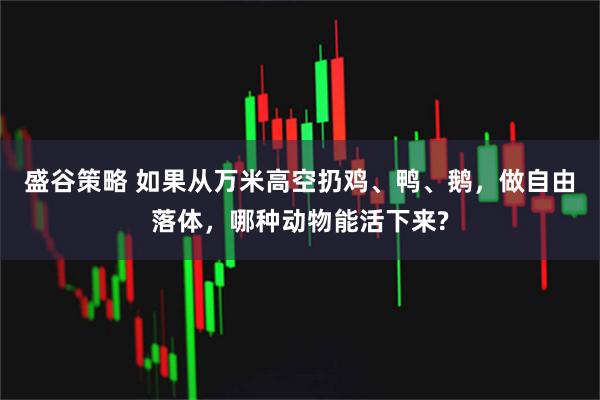 盛谷策略 如果从万米高空扔鸡、鸭、鹅,做自由落体,哪种动物能活下来?